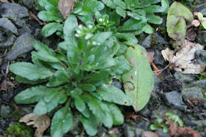 Thale cress