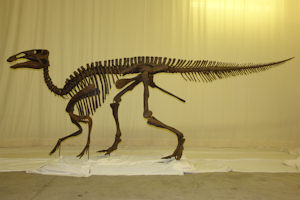 Hadrosaur skeleton