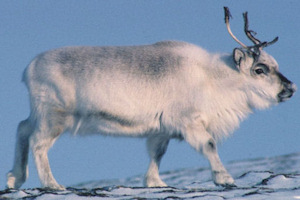 Svalbard reindeer, Spitsbergen Island, at midnight in mid-summer