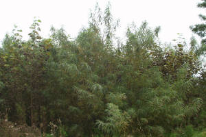 Willow before being harvested for use for wood heating