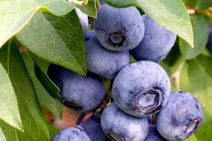 Blueberries can ward off disease