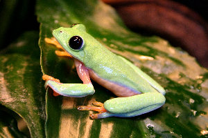 This unique frog is helping conservation efforts (c) A. Gray