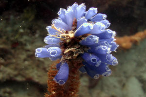 A tunicate, from which the nanowhiskers are extracted