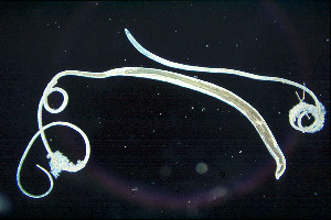 The mouse whipworm Trichuris muris