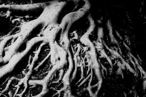 Breeding deeper roots could slash CO2 levels