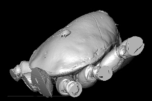 The fossil mite hitching a ride on the 50m year old spider revealed by CT scan