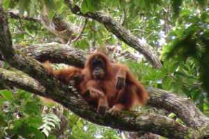 Orangutans have sophisticated nest-building skills. Photo: Adam van Casteren