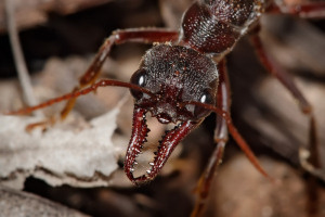 Ants were one of the stimuli that triggered an itch. Photo: Fir0002/Flagstaffoto