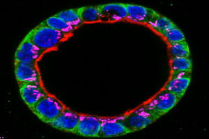 View through the middle of a hollow lactating acinus