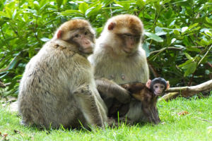 Female Barbary macaques at Trentham Monkey Forest