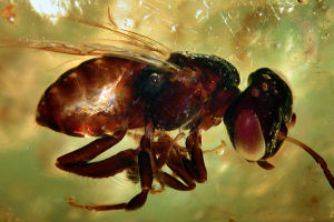 Insect in copal
