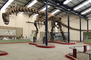 A skeleton of Argentinosaurus dinosaur based in Argentina
