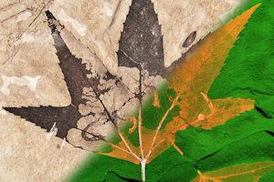 Optical plus X-ray false colour composite image montage of the leaf