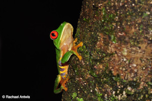 One of the frogs used in the study