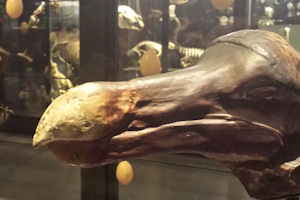 A reconstruction of a dodo skull in the Manchester Museum