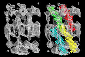 The structure of the extracellular region of Desmoglein-2