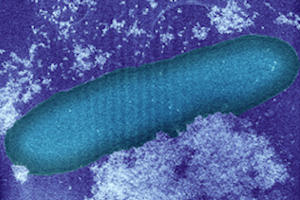 Geobacter bacteria. Credit: Helen Downie