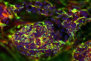 Sugars on mouse embryonic stem (ES) cells.