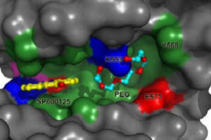 Crystalline structure of Mps1