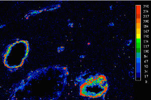 Microprobe image of silicon distribution in a tendon from Dakota