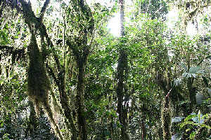 Ecuadorian cloud forest