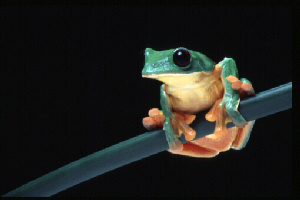 Frog (Chris Mattison)