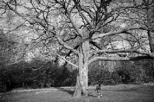 Tree (Alistair Waller)