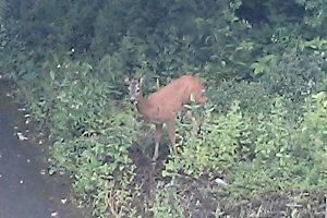Deer on campus