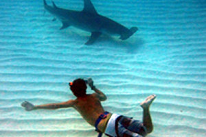 Chris Crookes swimming with Sharks