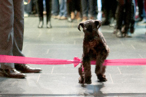 Ruby opens Breed (photographer: Paul Cliff)