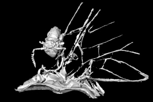 The CT scan of the springtail on  the back of the mayfly
