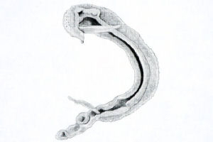 A preliminary drawing of schistosoma mansoni 