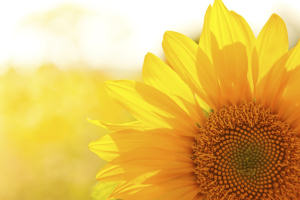 MSF Sunflower