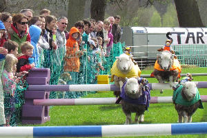 sheep-racing