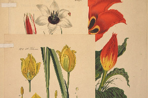 tulip illustration sheet