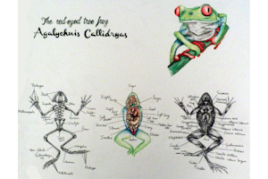 Daniel Callaghan's red-eyed tree frog