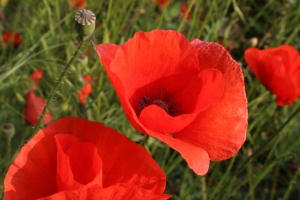 Poppies