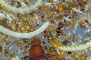 Soil fauna from a soil in Alabama, USA (image by Valerie Behan-Pelletier)
