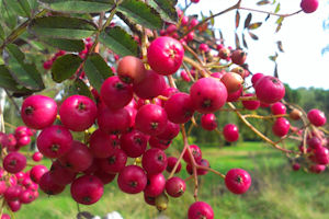 Sorbus Leonard Messel