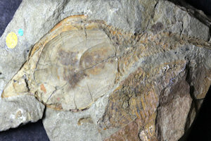 Fossil of a jawless fish