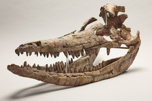 icthyosaurus skull