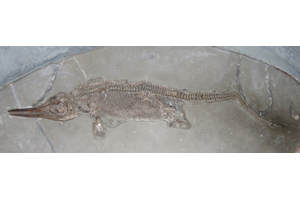 Specimen skeleton