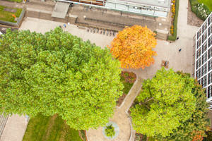 Aerial view of trees on campus 