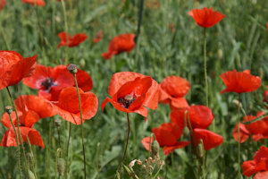 poppies