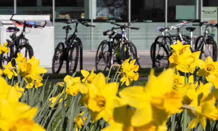 Bikes and daffodils