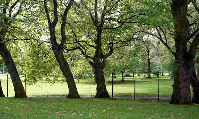 Trees at Whitworth Park