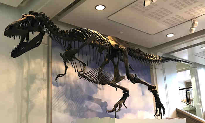 Gorgosaurus