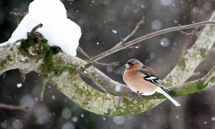Bird on frosty tree