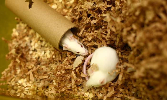White mice pair