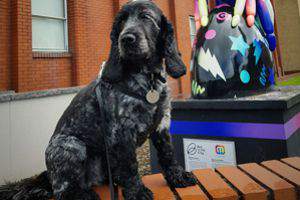 Abney the Hearing Dog